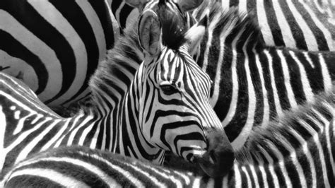 zebras have striped figgerits|The truth behind why zebras have stripes .